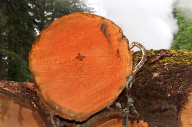 Kütüklerin çapraz kesimi istiflenmiş ve kesilmiş, arka plandaki ağaçlar. Arka planda yükselen değirmen dumanı. Yeni kesilmiş büyük bir kütüğün çapraz kesitinden sarkan kanca.