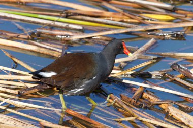 Gallinule (Gallinula galeata), Rallidae familyasından bir kuş türü. Bu kuş kendi bölgesini korumak için savaşacak. Yuva yere inşa edilmiş bir sepettir..