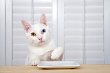 Heterokromisi olan beyaz bir kedi yavrusu, ya da tuhaf gözlü bir sarı, ahşap bir masada oturan bir mavi, kare beyaz bir plaka ile doğrudan izleyiciye bakıyor. Bir patisi masanın üstünde, diğeri uzanmak için havada.