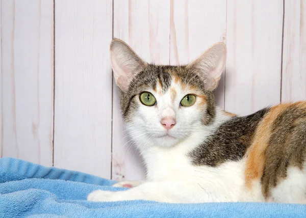 Junges Calico Kätzchen Liegt Auf Einer Blauen Decke Und Schaut — Stockfoto