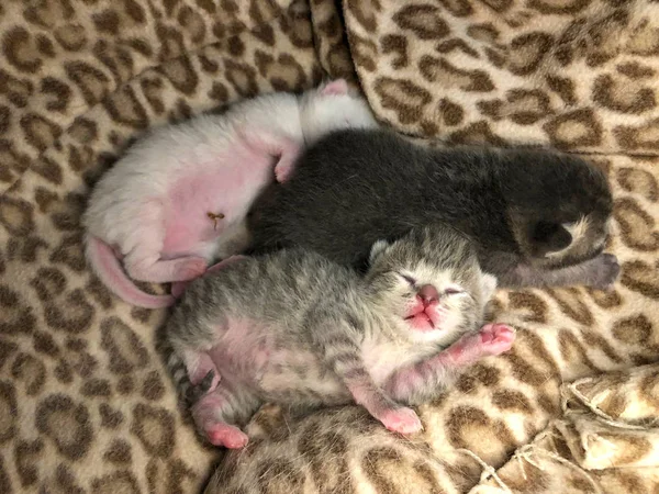 Tres Gatitos Recién Nacidos Acostados Una Manta Moteada Con Dibujos — Foto de Stock