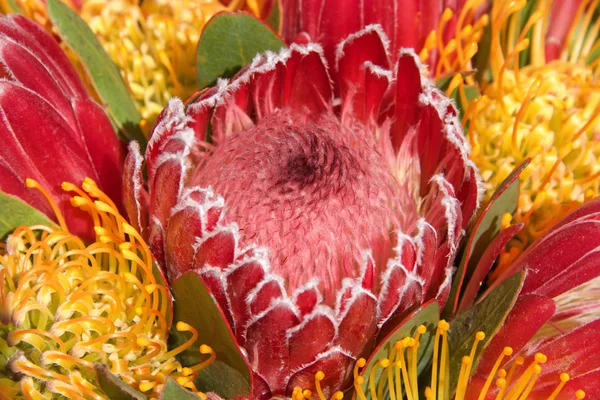 Rosa Açúcar Arbusto Protea Flor Close Com Folhas Outras Flores — Fotografia de Stock