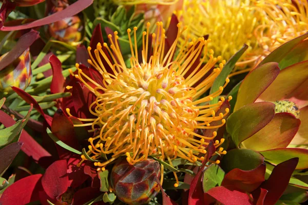 Flor Protea Carnaval Amarelo Close Com Folhas Outras Flores Fundo — Fotografia de Stock