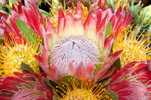 Buquê Flores Protea Almofada Alfinete Arbusto Açúcar Atualmente Proteínas São — Fotografia de Stock