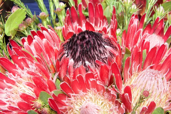 Rosa Australiano Açúcar Arbusto Protea Flor Close Com Folhas Outras — Fotografia de Stock