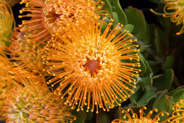 yellow pin cushion protea flower, close up with leaves and other flowers in background. Proteas are currently cultivated in over 20 countries. The Protea flower is said to represent change and hope.