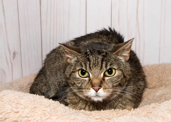 Nervös Verängstigte Gestromte Katze Liegt Auf Einer Braunen Decke Und — Stockfoto