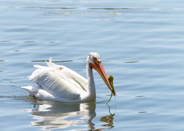 Pelikan Schwimmt Blauen Wasser Der Brutzeit Befindet Sich Oberen Schnabel — Stockfoto