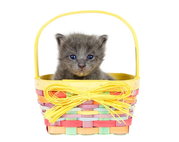 Adorable Tiny Kitten One Week Old Sitting Colorful Spring Basket — Stock Photo, Image