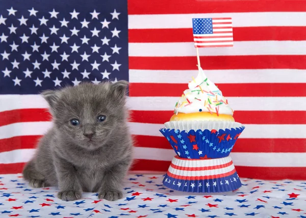 Adorable Small Fluffy Grey Kitten Sitting Red Blue Star Pattern — Stock Photo, Image