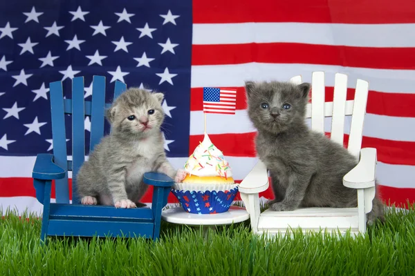 Adorable Small Fluffy Grey Kitten Sitting White Chair Grey White — Stock Photo, Image