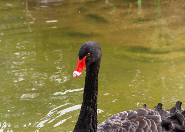 Close One Black Swan Swimming Calm Green Pond Water — стоковое фото