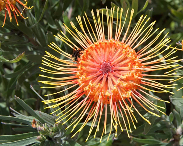 Flor Protea Almofada Alfinete Laranja Vermelha Close Com Folhas Outras — Fotografia de Stock