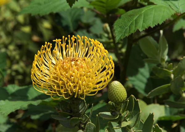Yellow pin cushion protea flower, close up with leaves and other flowers in background. Proteas are currently cultivated in over 20 countries.