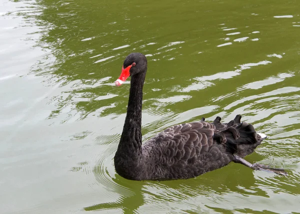 Black swan swimming through calm green pond water.