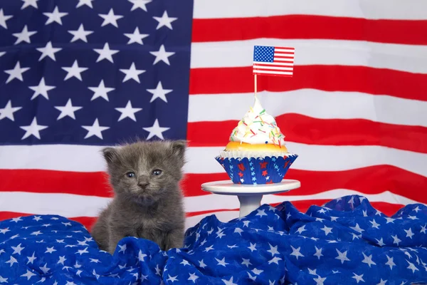 Entzückendes Kleines Flauschiges Graues Kätzchen Sitzt Auf Einer Blauen Decke — Stockfoto