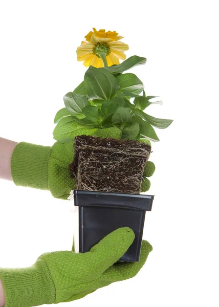 Manos Enguantadas Sosteniendo Maceta Flor Caléndula Enraizada Aislada Blanco Encuadernación — Foto de Stock