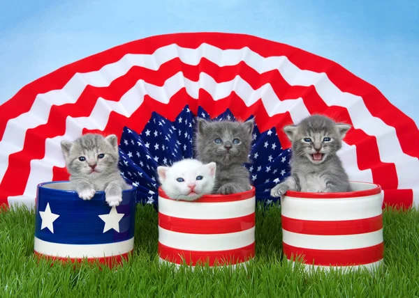 Four Small Fluffy Kittens Sitting Patriotic Designed Pots Green Grass — Stock Photo, Image