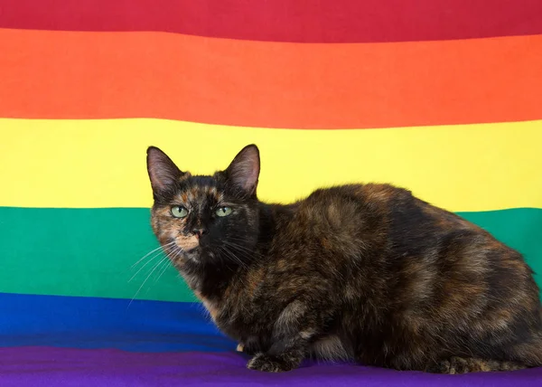 Black and orange tortoiseshell, or tortie cat  looking at viewer laying on a Gay Pride flag with flag in background.