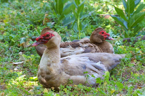 Dois Patos Moscovo Cairina Moschata Descansando Folhagem Verde Raça Doméstica — Fotografia de Stock