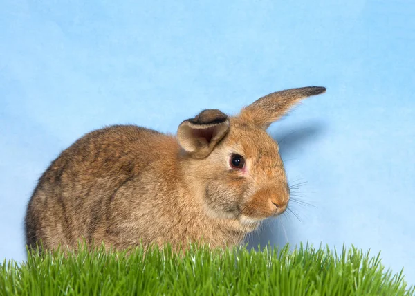 Brun Kanin Grönt Gräs Med Blå Bakgrund Tamkanin Mer Känd — Stockfoto