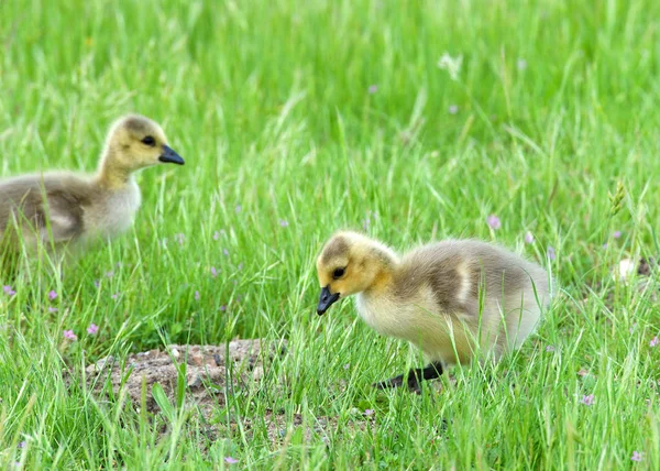 Canada Goose Goslings Eating Green Grass Canada Geese Frequently Establish — ストック写真