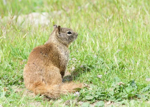 一只褐色的地面松鼠坐在绿草上 加利福尼亚的地面松鼠经常被认为是花园和公园里的害虫 因为它们会吃观赏植物和树木 — 图库照片