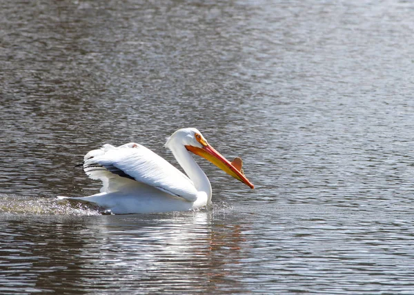American white pelican swimming in a pond. During the breeding season, both males and females develop a pronounced bump on the top of their large beaks, which is shed by the end of the breeding season