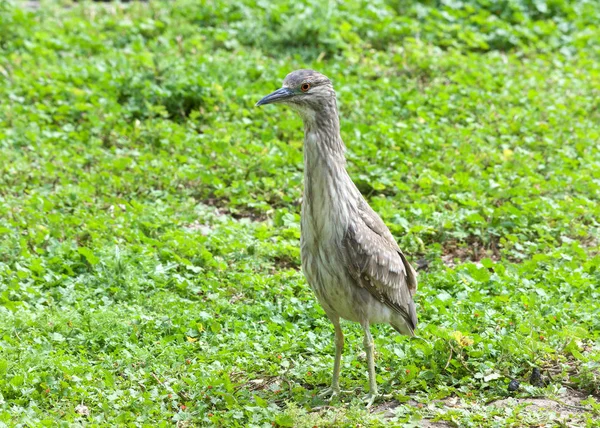 Juvenile Black Crowned Night Heron Standing Attentively Green Grass Clover — Stock Photo, Image