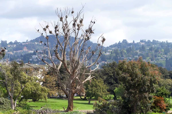 Colonia Cormoranes Doble Cresta Anidando Árbol Desnudo Hojas Estas Aves —  Fotos de Stock