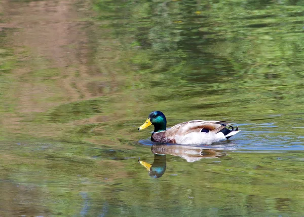 Mannelijke Mallard Eend Zwemmen Een Groene Reflecterende Vijver Tegenstelling Tot — Stockfoto