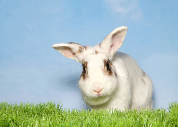 一个可爱的白斑兔妈妈的画像 直直地看着站在蓝色背景绿草后面的观赏者 天空乌云密布 复制空间 — 图库照片
