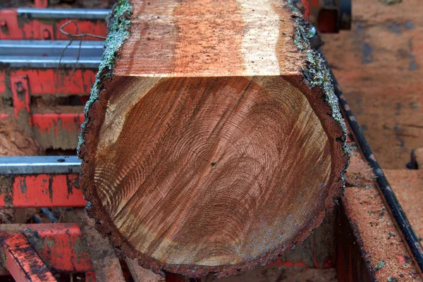 Tronco Del Árbol Cama Sierra Con Lado Corteza Nivelado Tronco —  Fotos de Stock