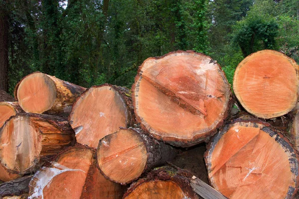 Sezione Trasversale Tronchi Impilati Tagliati Alberi Sullo Sfondo Fumo Dal — Foto Stock