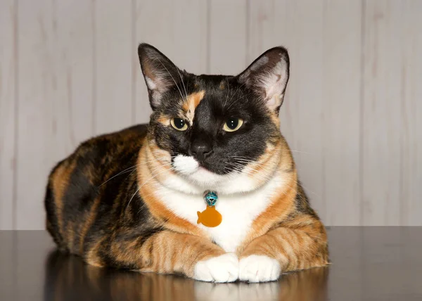 Turkuaz bir battaniyeye uzanmış Calico kedisi izleyiciye bakıyor. Calico kedileri benekli ya da parçalı ceketli evcil kedilerdir, ağırlıklı olarak beyaz renklidir ve iki farklı renktedir..