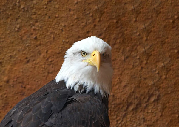 Portrait of a bald eagle in front of a rock wall, looking directly at viewer. The bald eagle is both the national bird and national animal of the United States of America
