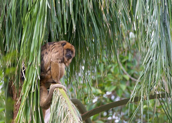 Macaco Uivo Preto Numa Palmeira Olhar Sua Volta Apenas Macho — Fotografia de Stock