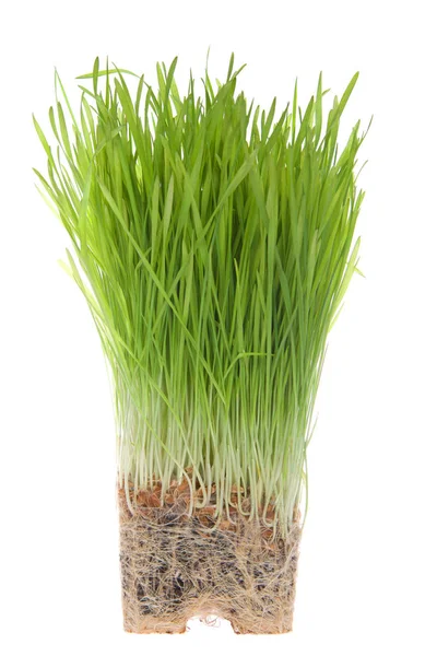 Wheat Grass Root Bound Isolated White Background Plants Grown Containers — Stock Photo, Image