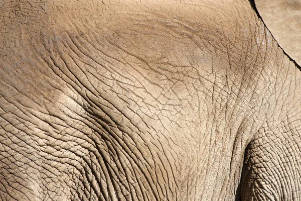 Vue Latérale Rapprochée Peau Éléphant Les Éléphants Afrique Sont Classés — Photo