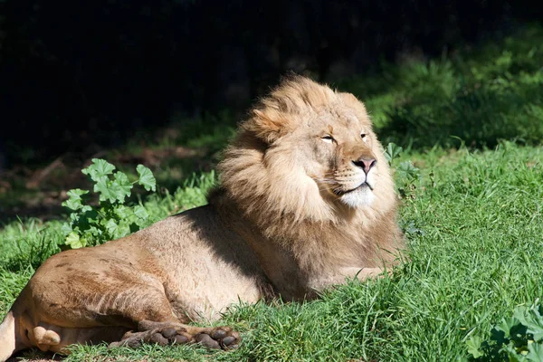 Young male lion laying in green grass squinting in bright sunlight. Considered to be the 2nd largest living cat species after the tiger, and is easily recognizable by the distinctive mane of the male.