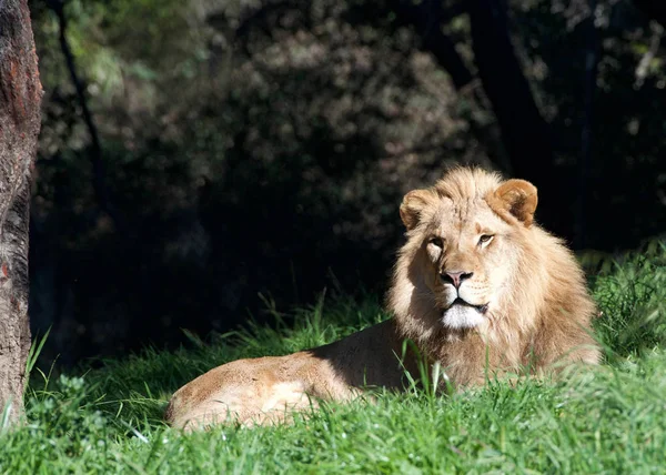 Young male lion laying in green grass looking directly at viewer. Considered to be the 2nd largest living cat species after the tiger, and is easily recognizable by the distinctive mane of the male.