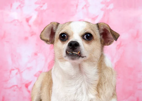 Ritratto Cane Anziano Chihuahua Sfondo Rosa Marmorizzato Più Piccola Razza — Foto Stock