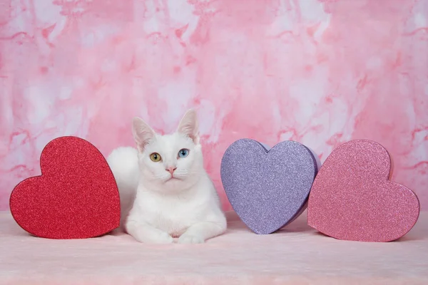 Adorable Chaton Blanc Aux Yeux Heterochromes Jaune Bleu Pose Sur Image Libre De Droit Par Sheilaf02 C Adorable Chaton Blanc Aux Yeux Heterochromes Jaune Bleu Pose Sur Image Libre De Droit Par Sheilaf02 C