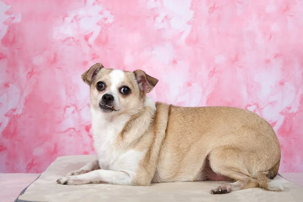 Ritratto Cane Anziano Chihuahua Sfondo Rosa Marmorizzato Più Piccola Razza — Foto Stock