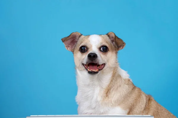 Chubby Chihuahua Κάθεται Ένα Ξύλινο Τραπέζι Πληκτρολόγιο Υπολογιστή Γαλάζιο Φόντο — Φωτογραφία Αρχείου
