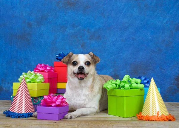 Chihuahua Paffuto Pavimento Legno Circondato Regali Compleanno Colorati Cappelli Festa — Foto Stock