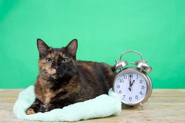 Tortoiseshell Tortie Tabby Γάτα Που Βρίσκεται Μια Αφράτη Πράσινη Κουβέρτα — Φωτογραφία Αρχείου