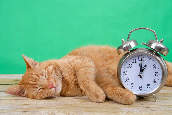Orange Ginger Tabby Kucing Tidur Meja Kayu Latar Belakang Hijau — Stok Foto