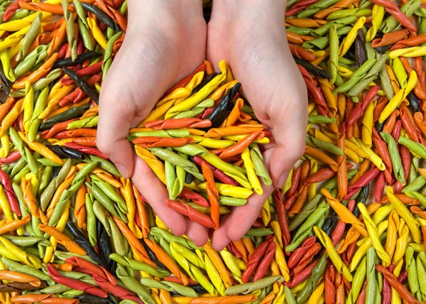 Background of bright colorful hand rolled dry pasta made from vegetables. Hands cupped holding pasta above.