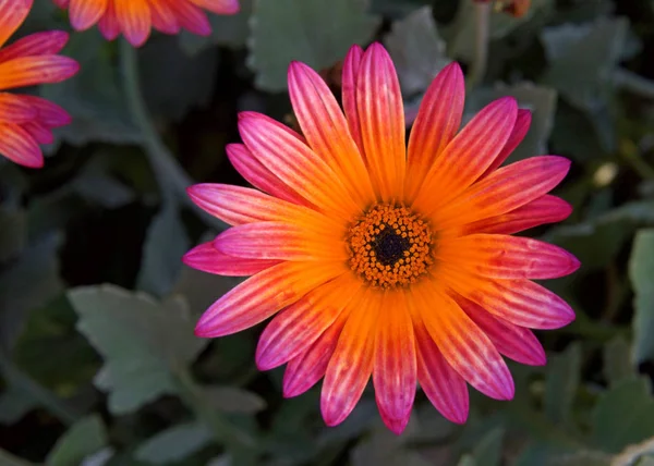 Close African Daisy Single Bloom Gazania Rigens Rare Sun Flower — Stock Photo, Image